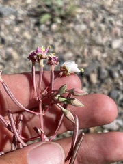 Chylismia claviformis integrior