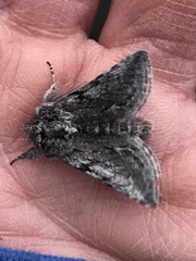 Pleromelloida