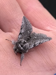Pleromelloida