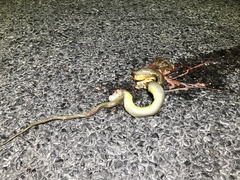 Coluber constrictor oaxaca