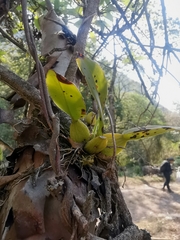 Leochilus oncidioides
