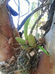 Leochilus oncidioides
