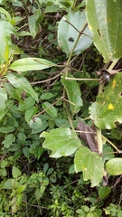 Passiflora alnifolia