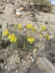 Chylismia claviformis lancifolia