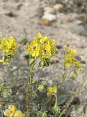 Chylismia claviformis lancifolia