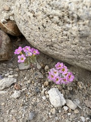 Nama aretioides multiflora