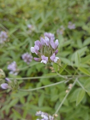 Bituminaria