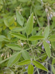 Bituminaria