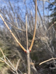 Viburnum opulus americanum
