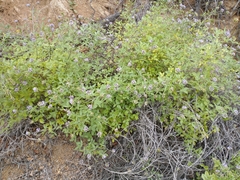 Bituminaria