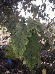 Solanum incompletum