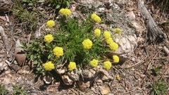Musineon tenuifolium