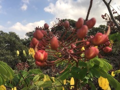 Mezoneuron kavaiense