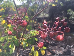 Mezoneuron kavaiense