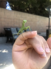 Stagmomantis limbata