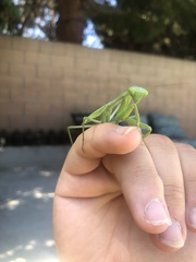 Stagmomantis limbata