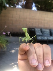 Stagmomantis limbata