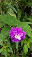 Lantana rugosa