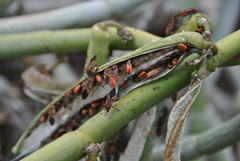 Spilostethus pandurus asiaticus