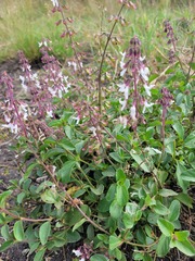 Orthosiphon suffrutescens