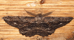 Scioglyptis lyciaria