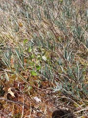 Andromeda polifolia glaucophylla