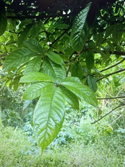 Sterculia stipulata
