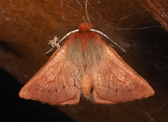 Pterolocera rubescens