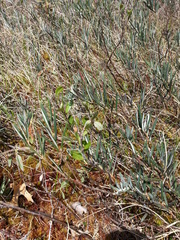Andromeda polifolia glaucophylla