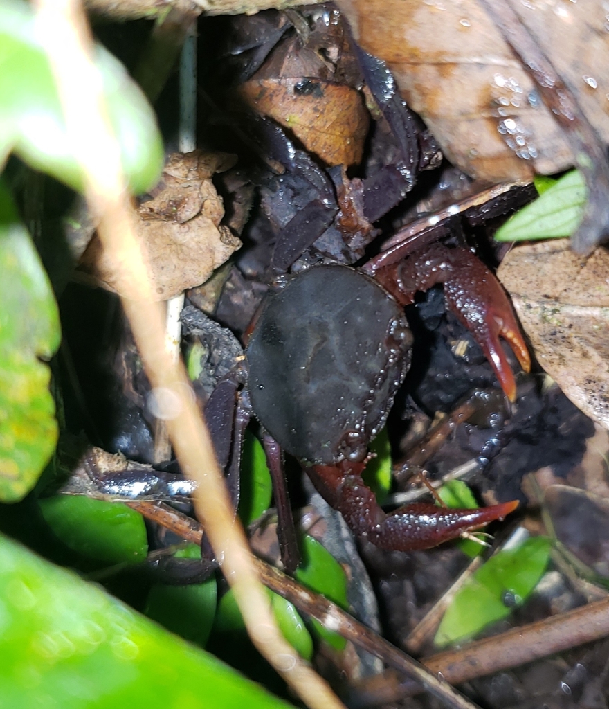 Metopaulias