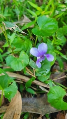 Viola banksii