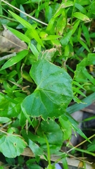 Viola banksii