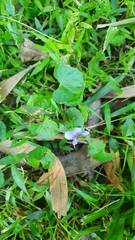 Viola banksii
