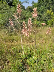 Aloe transvaalensis