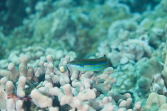 Pseudojuloides cerasinus