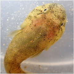 California Clingfish photo 2