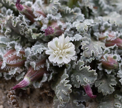 Glyptopleura marginata