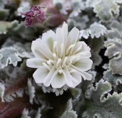 Glyptopleura marginata