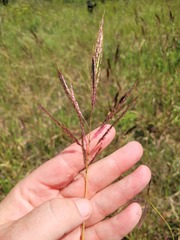 Poaceae