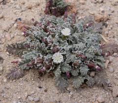Glyptopleura marginata