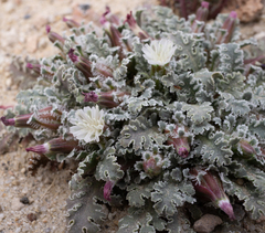 Glyptopleura marginata