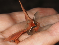 Pterolocera rubescens