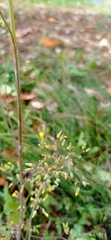 Youngia japonica