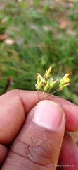 Youngia japonica