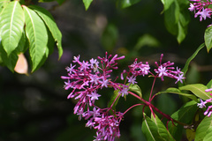 Fuchsia arborescens