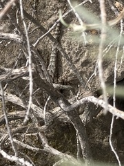 Sceloporus occidentalis becki