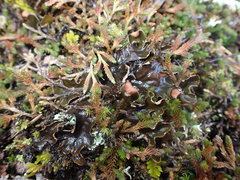 Peltigera hymenina
