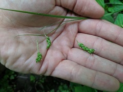 Carex formosa
