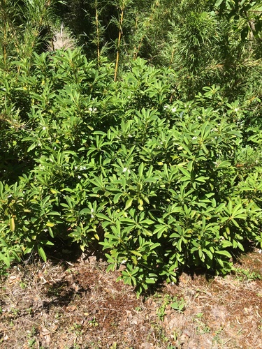 Drimys andina (Drimys andina)