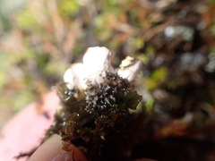 Peltigera hymenina